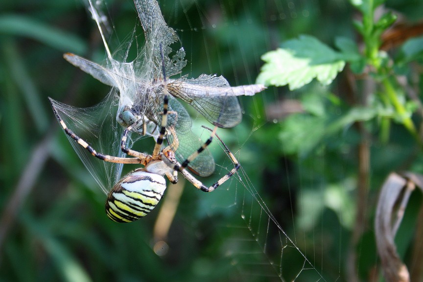 Argiope bruennichi